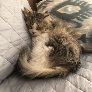 Meet your Posher, Elizabeth